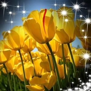 Meet your Posher, Donna